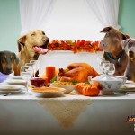 'The All-Star Dog Rescue Celebration' airs tonight on FOX
